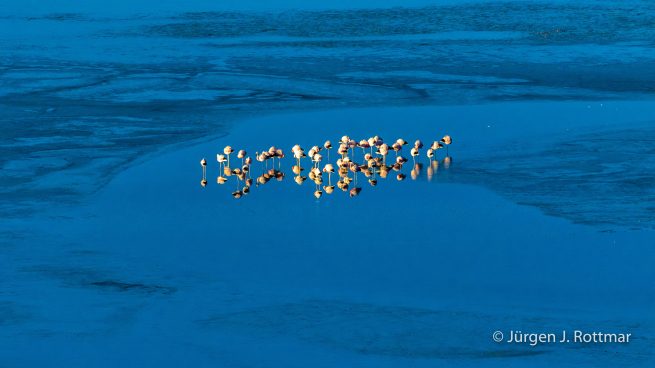Chile | Laguna Salar de Talar (4'012 m) | Andenflamingos