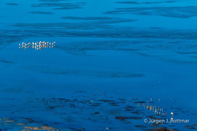Chile | Laguna Salar de Talar (4'012 m) | Andenflamingos