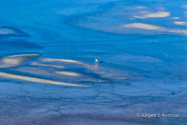 Chile | Laguna Salar de Talar (4'012 m) | Andenflamingo