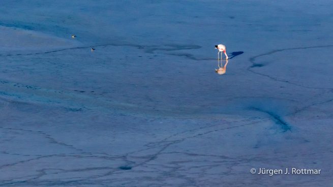 Chile | Laguna Salar de Talar (4'012 m) | Andenflamingo