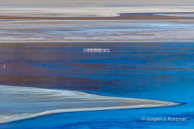 Chile | Laguna Salar de Talar (4'012 m) | Andenflamingos