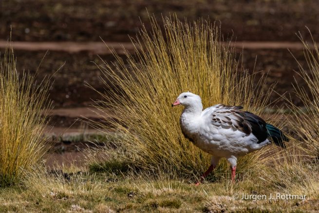 Chile | Machuca | Andengans (Andean Goose)