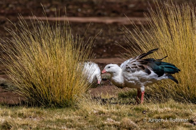 Chile | Machuca | Andengans (Andean Goose)
