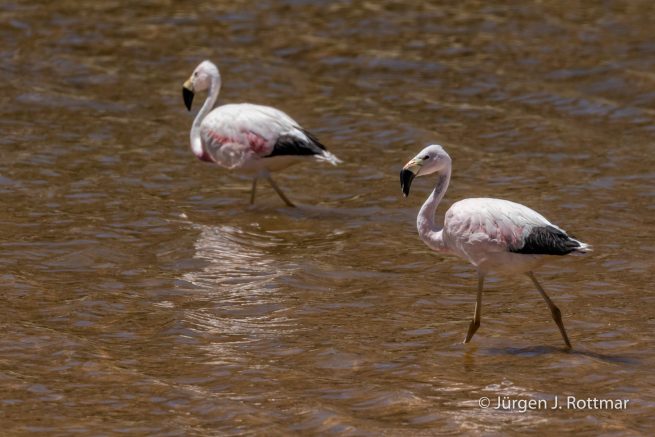 Chile | Machuca | Chileflamingo