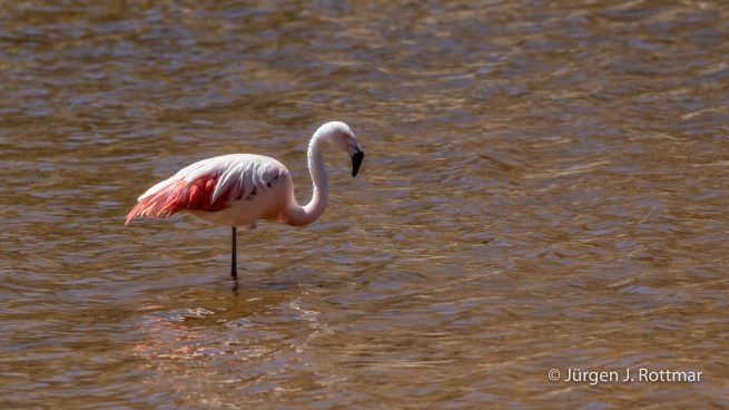 Chile | Machuca | Chileflamingo