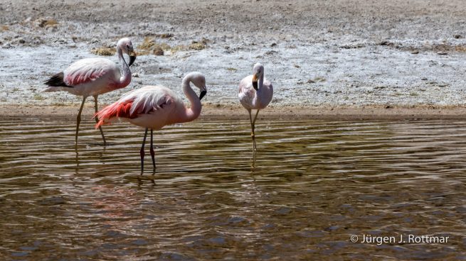 Chile | Machuca | Chileflamingo