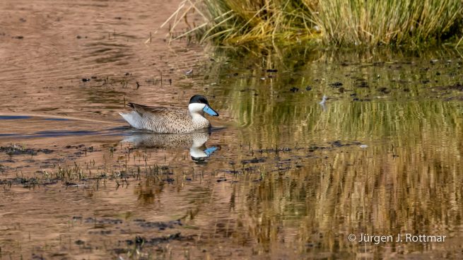 Chile | Machuca | Punaente (Puna Teal)
