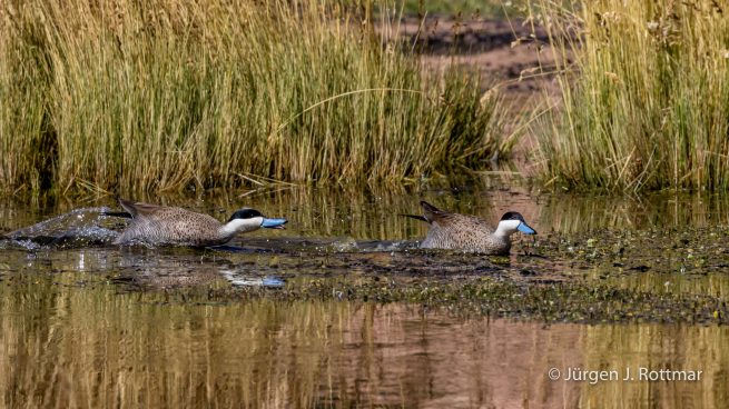 Chile | Machuca | Punaente (Puna Teal)