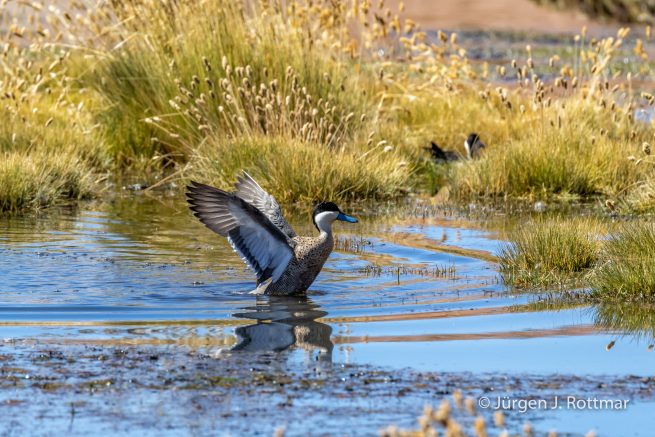 Chile | Machuca | Punaente (Puna Teal)