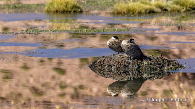 Chile | Machuca | Punaente (Puna Teal)