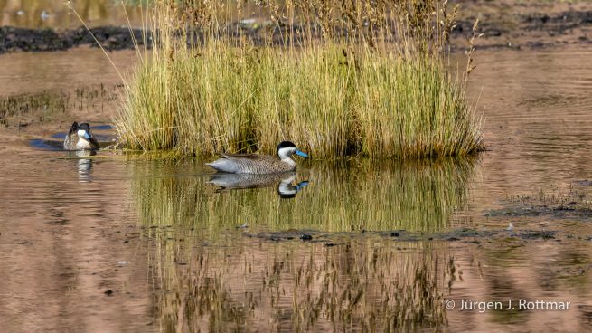 Chile | Machuca | Punaente (Puna Teal)