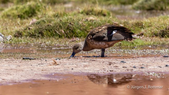 Chile | Machuca | Punaente (Puna Teal)