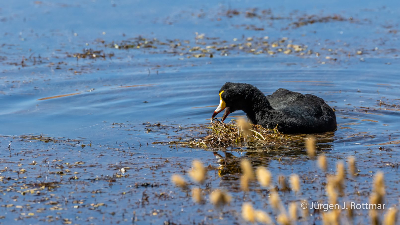 Chile | Machuca | Blässhuhn (Coot)