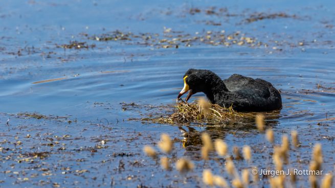 Chile | Machuca | Blässhuhn (Coot)