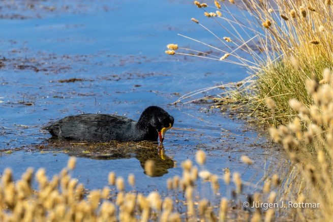 Chile | Machuca | Blässhuhn (Coot)