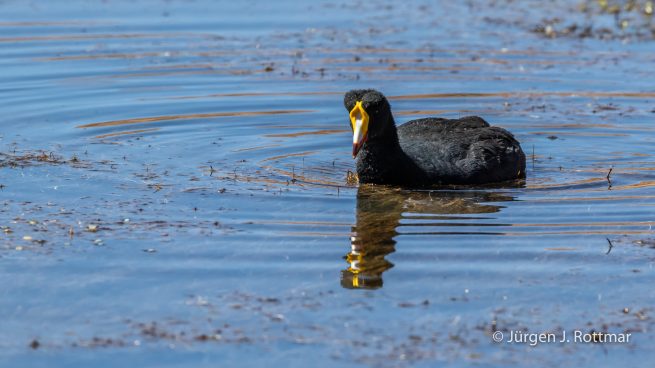 Chile | Machuca | Blässhuhn (Coot)
