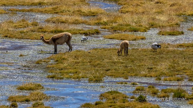 Chile | Machuca | Vicuña