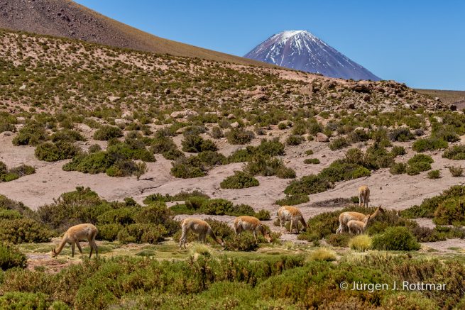Chile | Machuca | Vicuñas im Hintergrund der Licancabur (5'920 m)