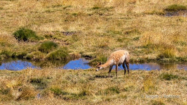 Chile | Machuca | Vicuña