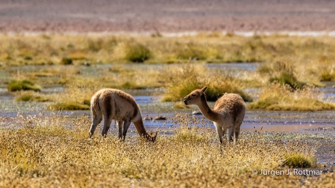 Chile | Machuca | Vicuña