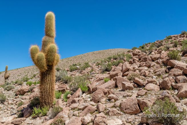 Chile | Säulenkaktus | Kaktustal in der Nähe von Machuca