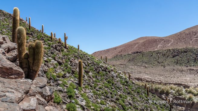Chile | Säulenkaktus | Kaktustal in der Nähe von Machuca