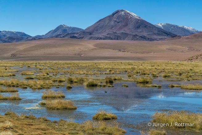 Chile | Vado de Rio Putana | Vicuña | Blässhuhn | Vulkan Cerro Colorado (5748m)