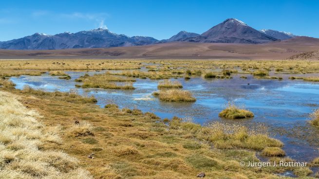 Chile | Vado de Rio Putana | Vicuña | rechts der Vulkan Cerro Colorado (5748m), links Cerro Putana (5'890 m), Emissionsfahnen 100-500 m hoch