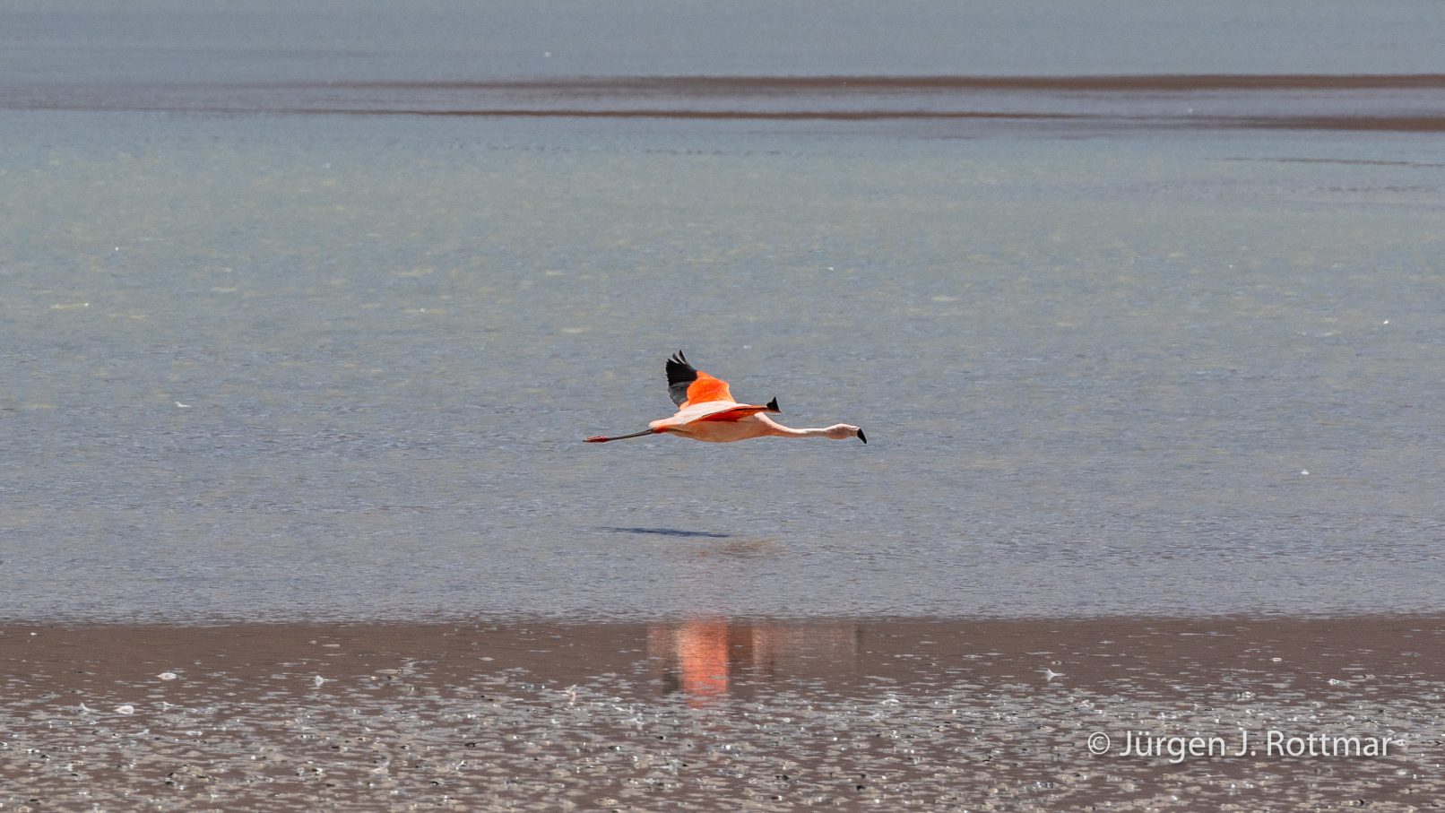 Bolivien | Laguna Hedionda | Chileflamingos