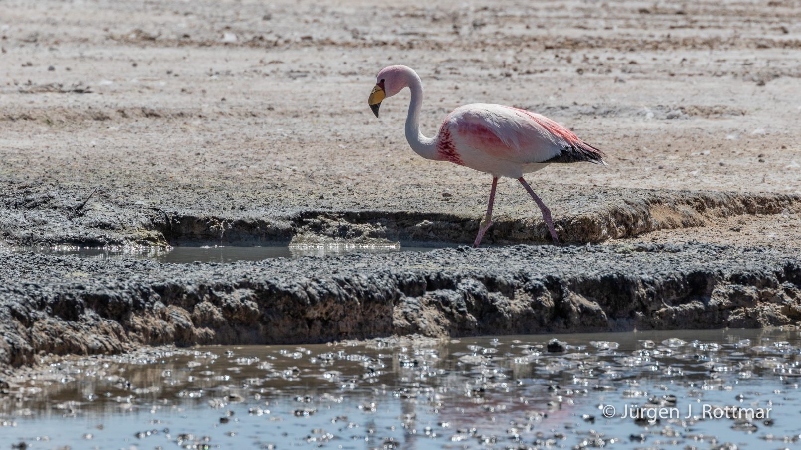 Bolivien | Laguna Hedionda | Jamesflamingos