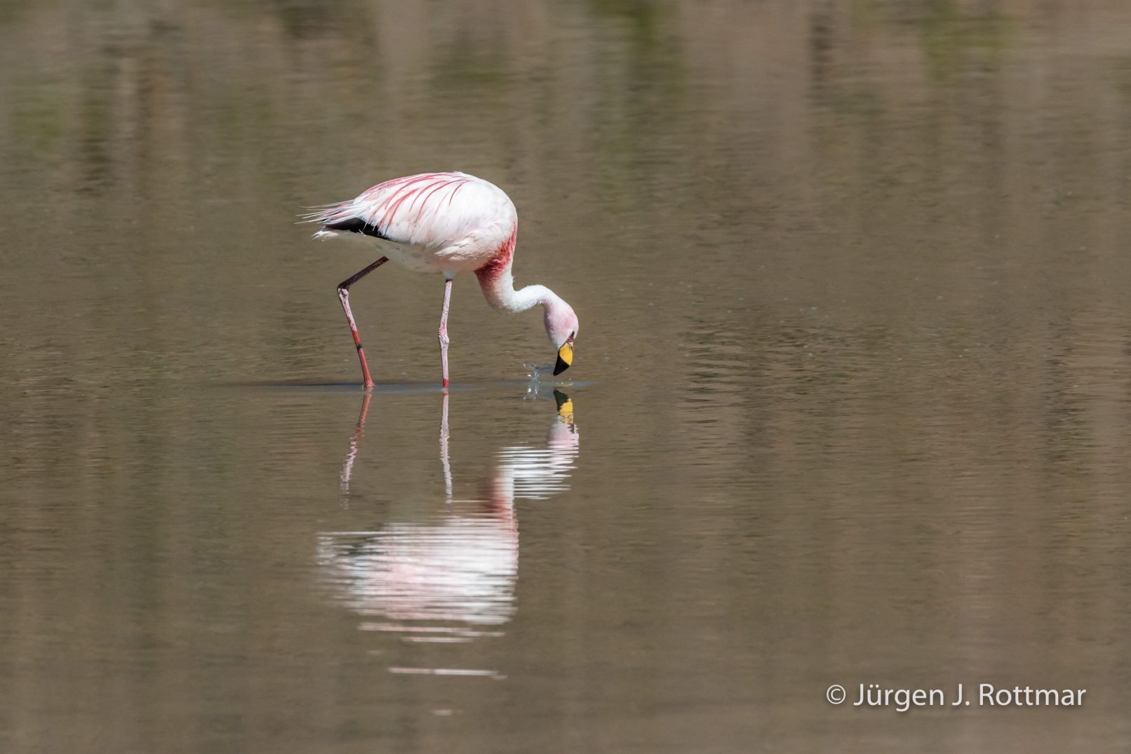 Bolivien | Laguna Sin Nombre | Jamesflamingos