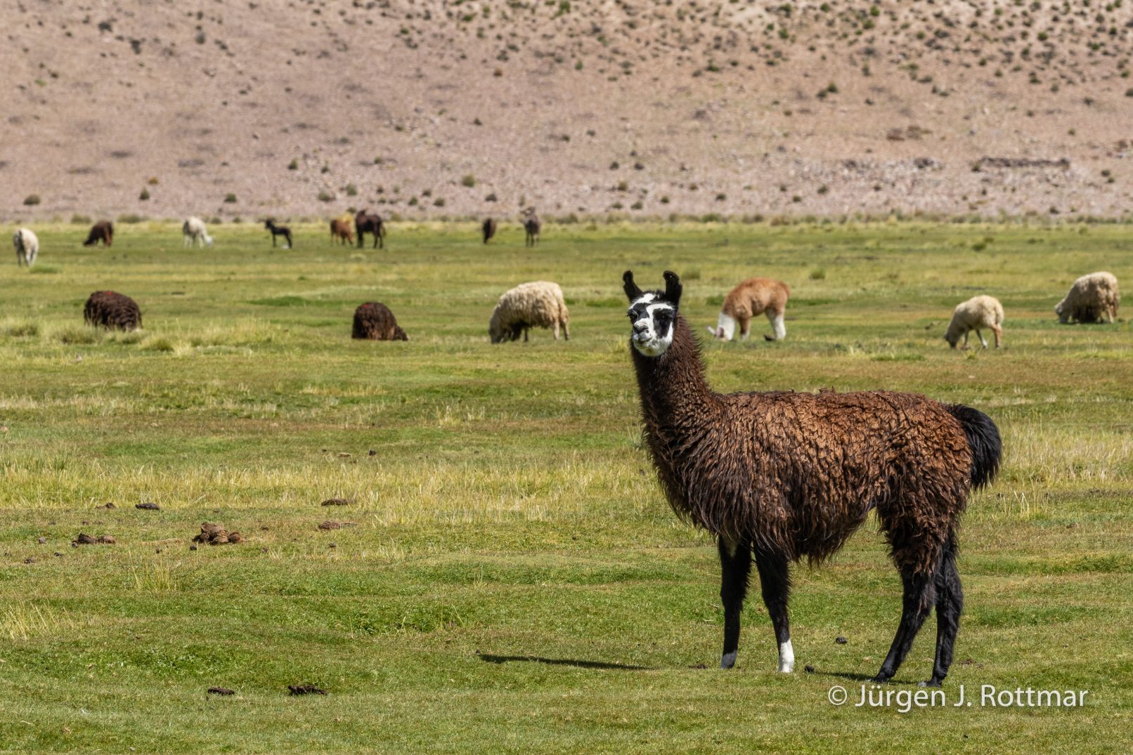 Bolivien | Pampa de Llamas