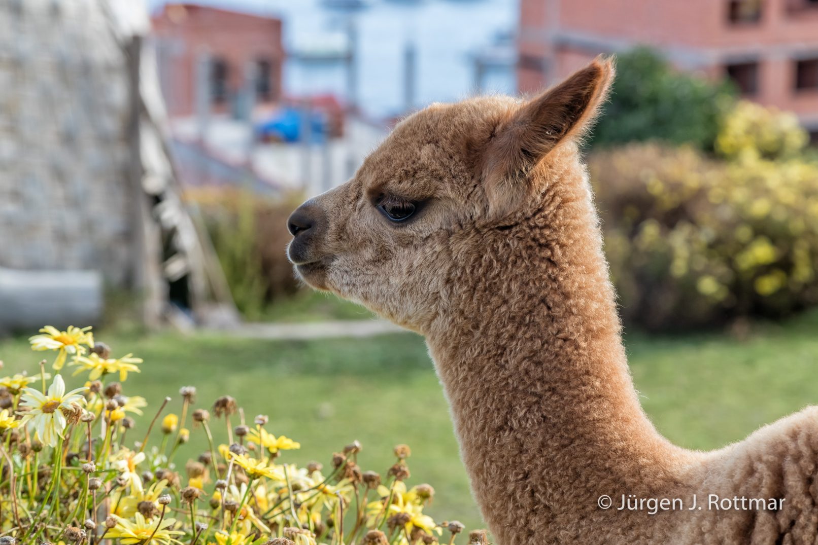 Bolivien | Titicacasee | Copacabana | Alpaka