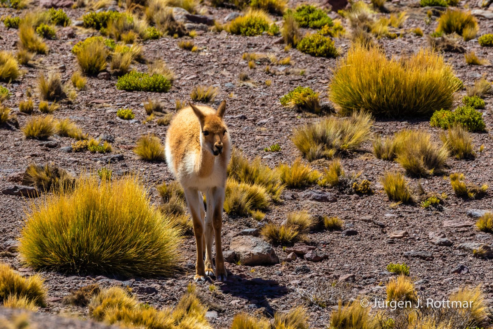 Chile | Laguna Miñiques (4'100 m) | Vicuñas