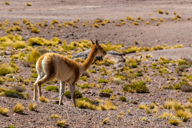 Chile | Laguna Miñiques (4'100 m) | Vicuñas