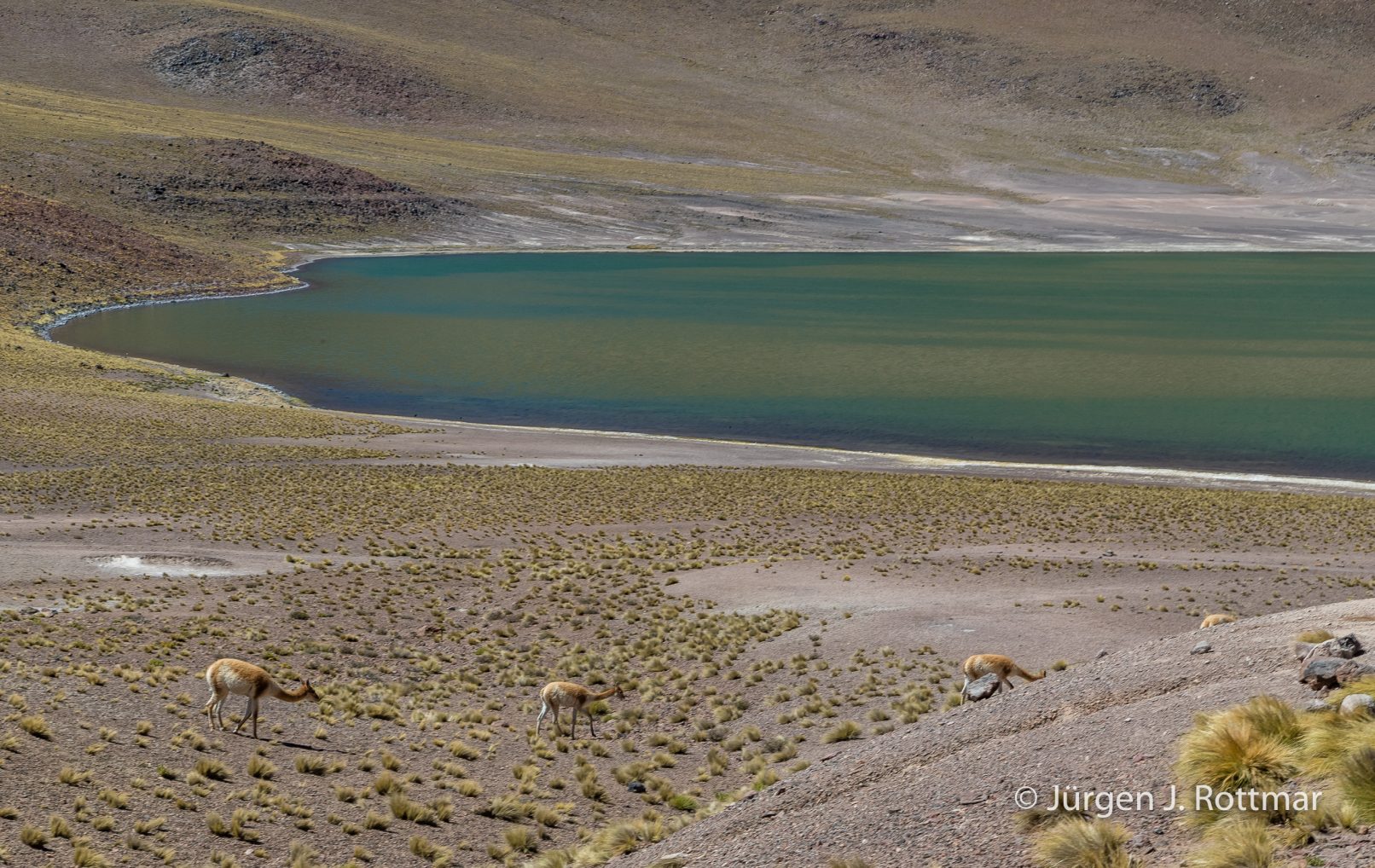 Chile | Laguna Miñiques (4'100 m) | Cerro Miñiques (5'910 m) | Vicuñas
