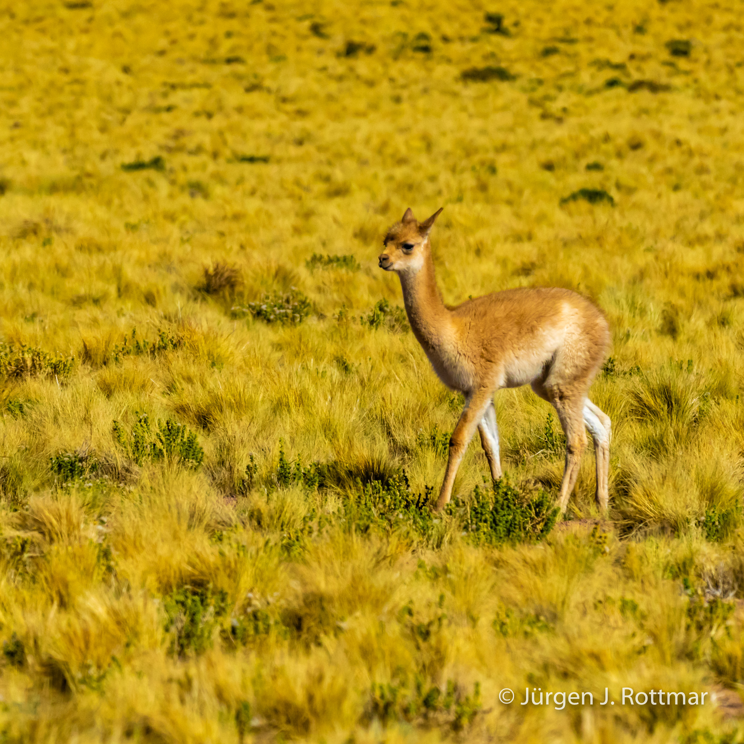 Chile | Laguna Miscanti (4'140 m) | Vicuña