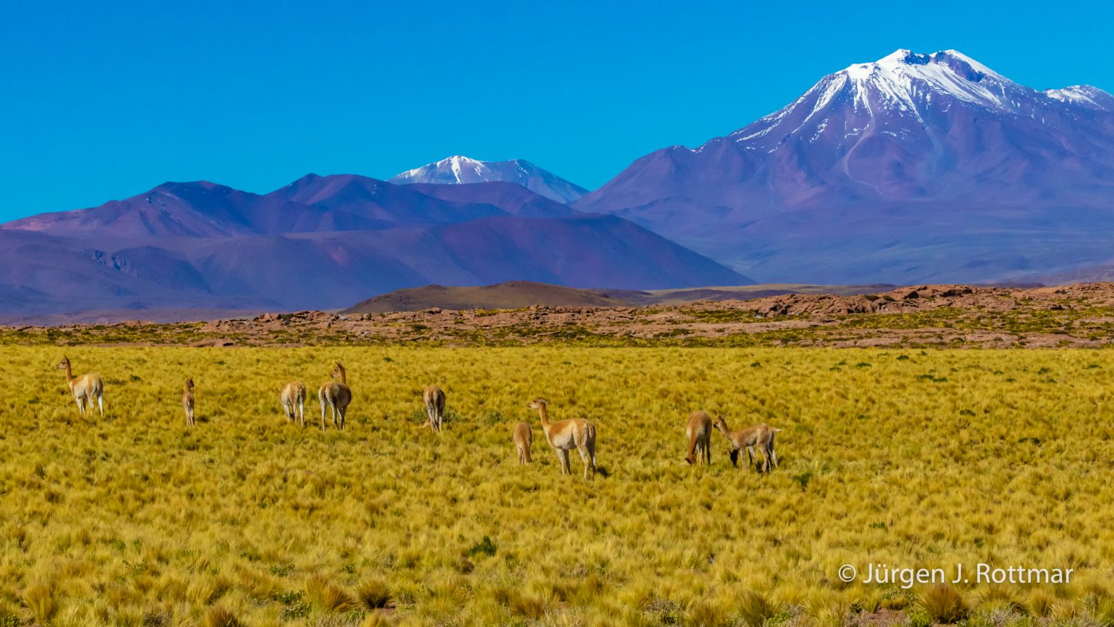 Chile | Laguna Miscanti (4'140 m) | Vicuñas