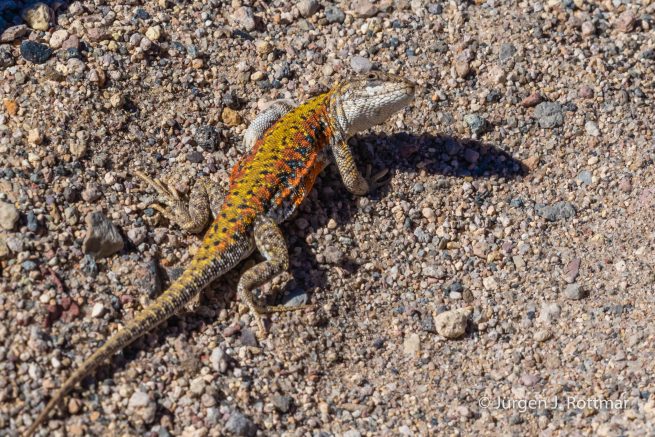 Chile | Laguna Miscanti (4'140 m) | Chilean Lizard