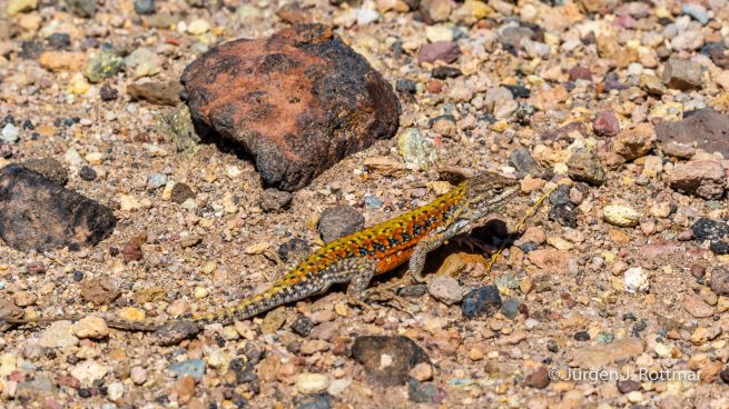 Chile | Laguna Miscanti (4'140 m) | Chilean Lizard