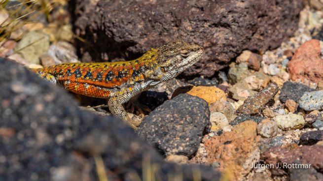 Chile | Laguna Miscanti (4'140 m) | Chilean Lizard