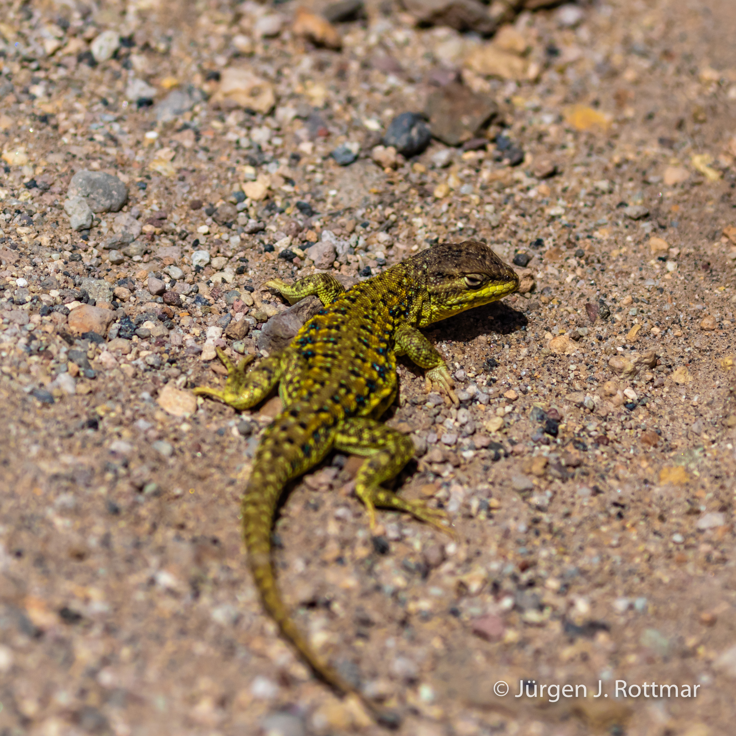 Chile | Laguna Miscanti (4'140 m) | Chilean Lizard