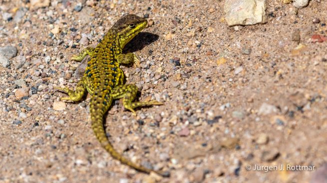 Chile | Laguna Miscanti (4'140 m) | Chilean Lizard
