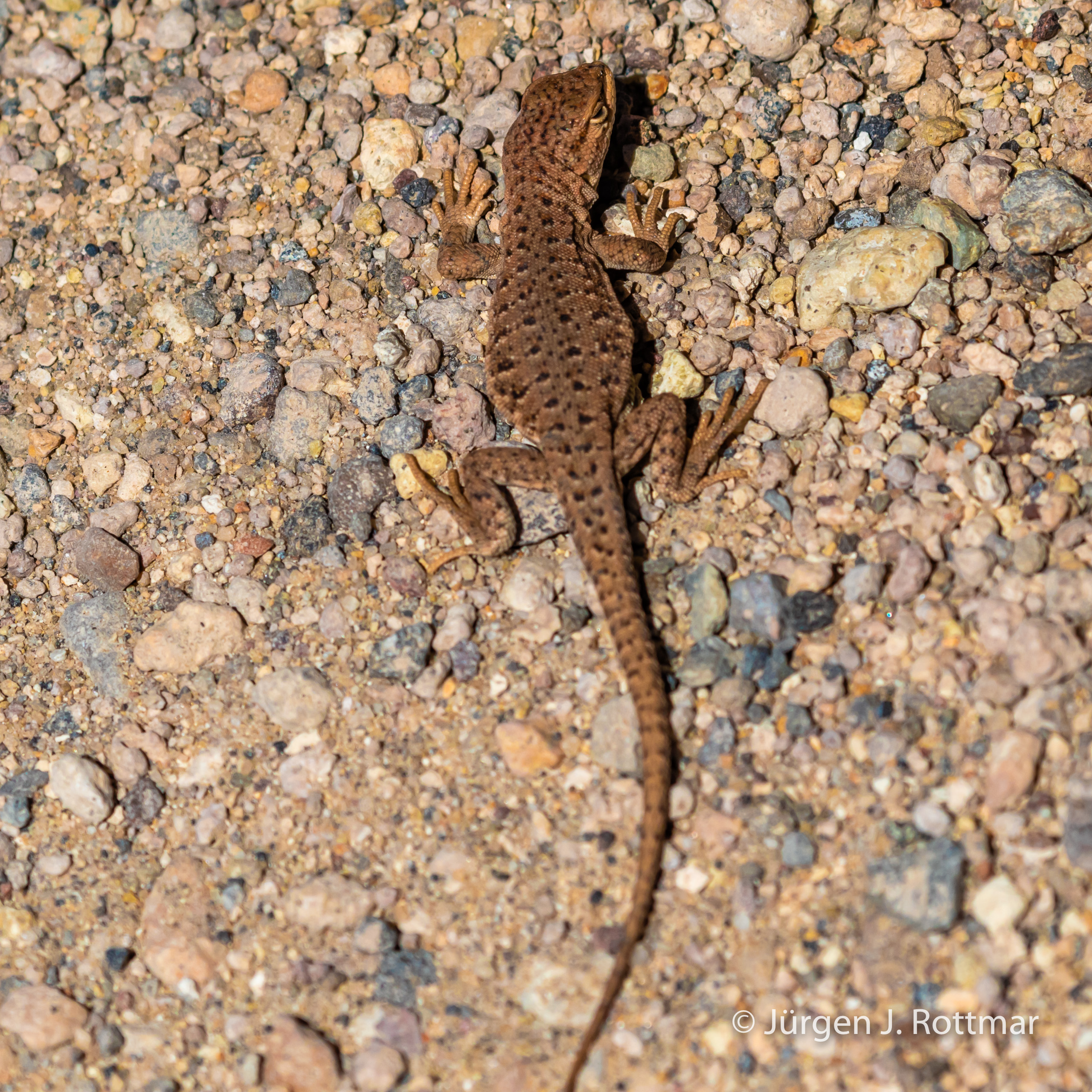 Chile | Laguna Miscanti (4'140 m) | Chilean Lizard