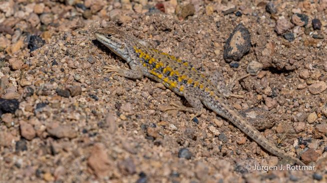 Chile | Laguna Miscanti (4'140 m) | Chilean Lizard