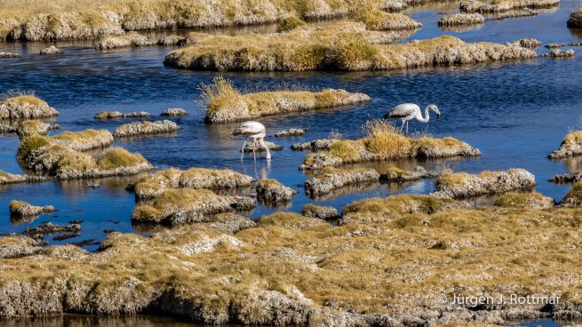 Chile | Mirador Quebrada | Chileflaminos