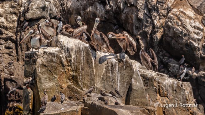Peru | Lima | Cavinzas Island | Peruanischer Pelikan (Peruvian Pelican)