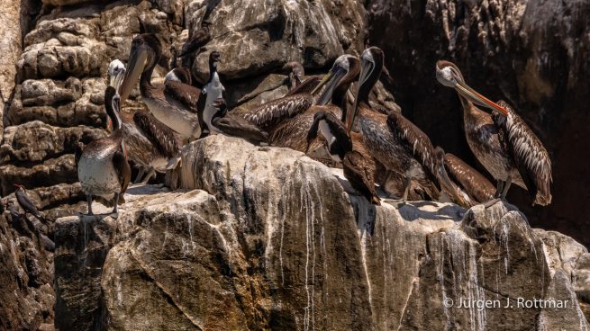 Peru | Lima | Cavinzas Island | Peruanischer Pelikan (Peruvian Pelican)