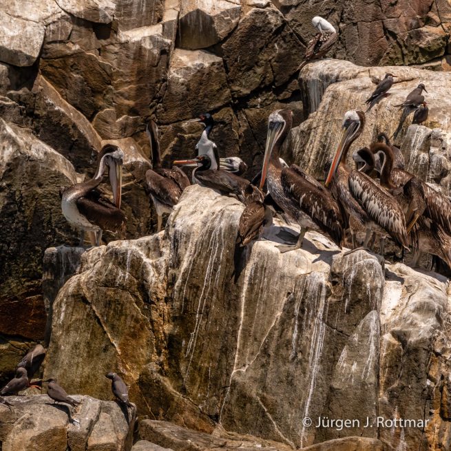 Peru | Lima | Cavinzas Island | Peruanischer Pelikan (Peruvian Pelican)