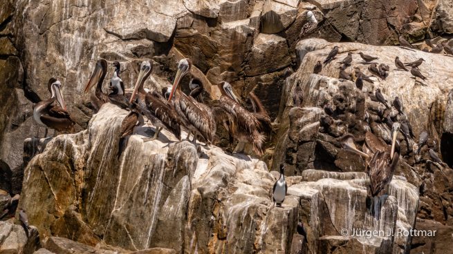Peru | Lima | Cavinzas Island | Peruanischer Pelikan (Peruvian Pelican)